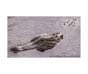 Huntington Beach State Park wildlife
